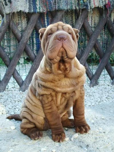 shar-pei 